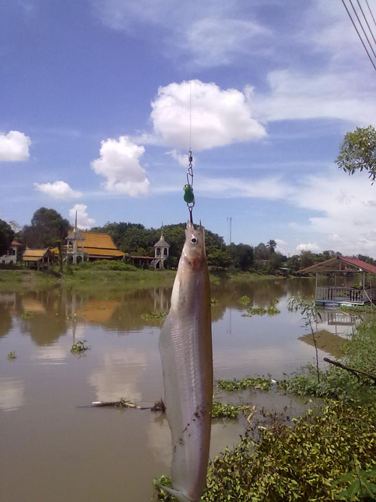 กระดี่เหล็กกับปลาเนื้ออ่อนแม่น้ำลพบุรี