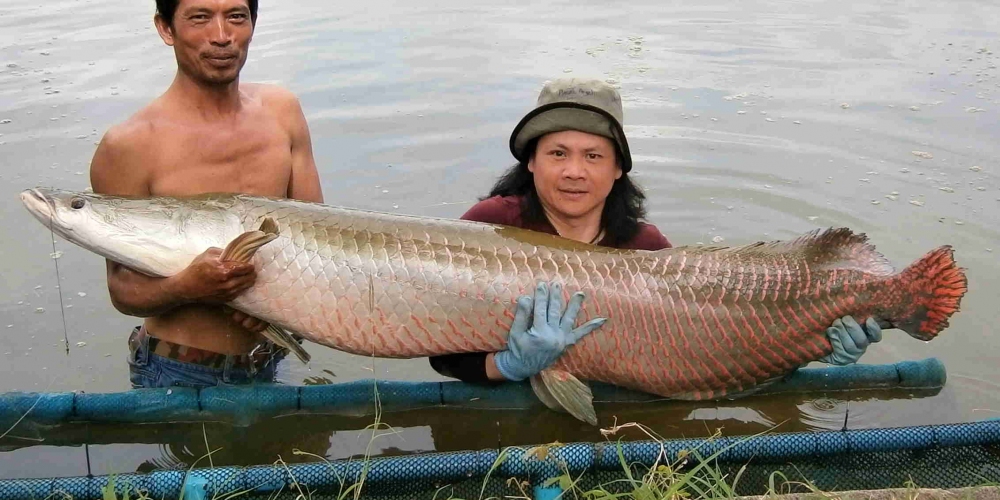 ขอจบวันพักผ่อนตกปลา ที่ thailand ไว้แค่นี้ก่อนน่ะก๊าบ น้า๚๚ โอกาศหน้า จะลงตกปลา Arapaima in thailand