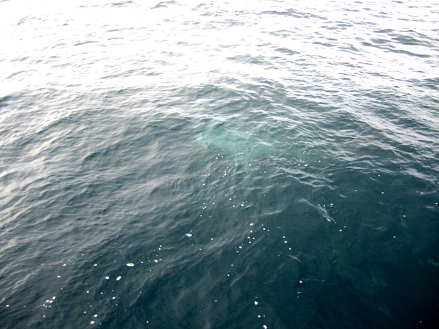 ฉลามวาฬ ...............  


พาเพื่อนมาด้วย  :ohh: :ohh: :ohh: :ohh:

ช่อนทะเล