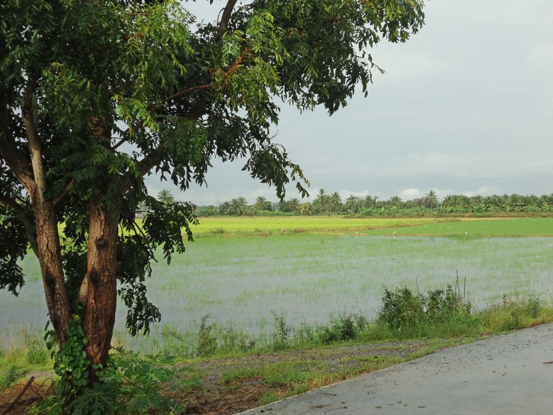 ท้องนา..ด้านหลัง ก็แจ่ม ครับผม !!!   :love: :love: :love: