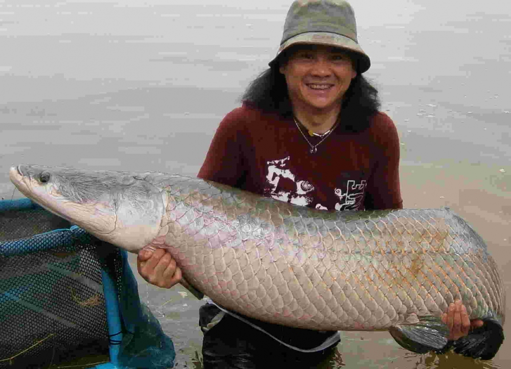 ลากันด้วยภาพนี้น่ะครับ น้า๚๚เดียวจะรวมตกปลา Arapaima ปีนี้ให้ดูครับน้า๚๚  :prost: :prost: :prost: :p