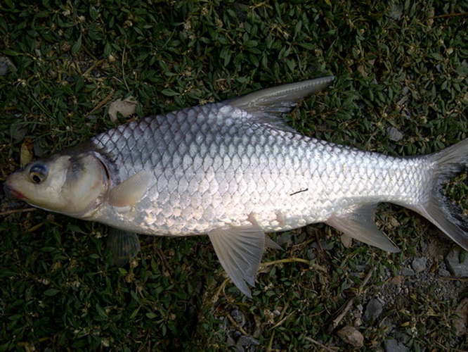 ปลาตระโกรกครับ ไซด์ 1-2 กิโลเป็นปลาแม่น้ำครับ