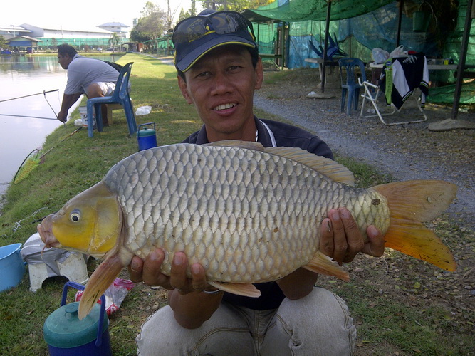 เป็นภาพปลาจากหลายๆวันที่ผมได้มีโอกาสไปตกที่บ่อ amazon bkk สาย1 มานะครับ ใครที่อยากลองตกปลาแปลกๆหายาก