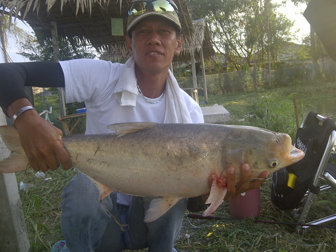 ตัวนี้เป็นปลาเล่ง ขนาดใหญ่จากบ่อ ปุ๊ก ย่านบางบอนครับ ผมไปนั่งท้ายบ่อ เพื่อตกปลาหมอไทย กำลังจะเก็บเบ็