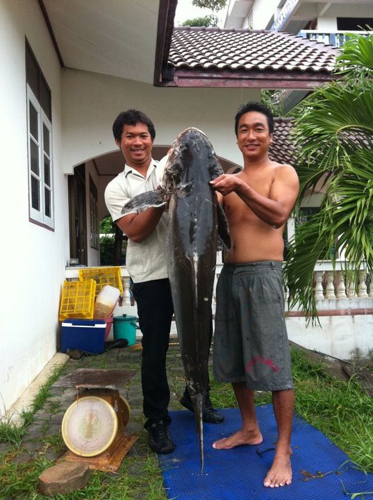 วันที่ 26/9/55 ชวนเพื่อนก้องออกไปตกอินทรี ตอนลากเรีอไปที่หาดโดนพระเดินตัดหน้าครับ ไม่ใช่พระที่ไหนครั