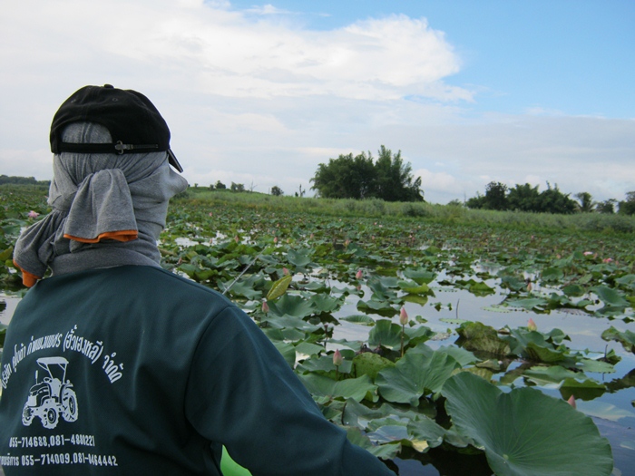 ถ่ายรูปเราซะอืดเลย ไปพายเรือเข้าป่าบัวไปเลย :laughing: :laughing: