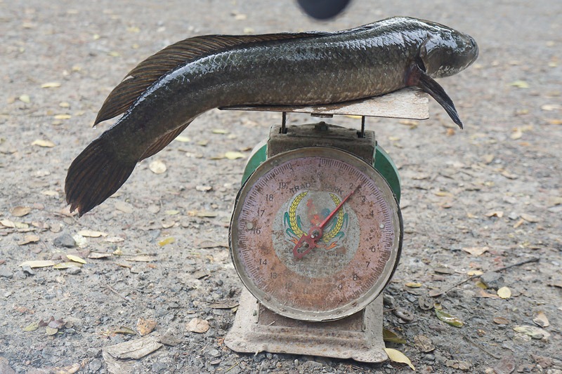 [b]ปลาช่อนนา ไซส์ 2.3 kg.  ใครทายถูกบ้างหว่า เป็นโทรฟีพร้อมเป็นสถิติของน้าบายในนี้ปีเลยครับ[/b] :ohn