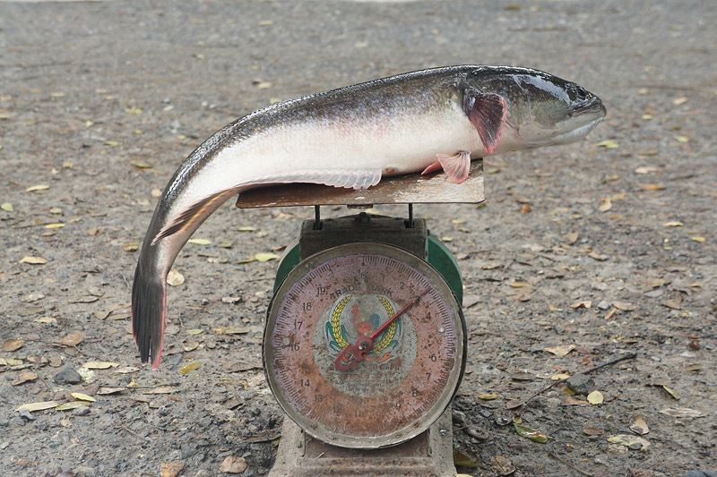 [b]ปลาชะโด ไซส์ 2.9 kg. ครับสำหรับปลาตัวนี้[/b] :grin: :grin: