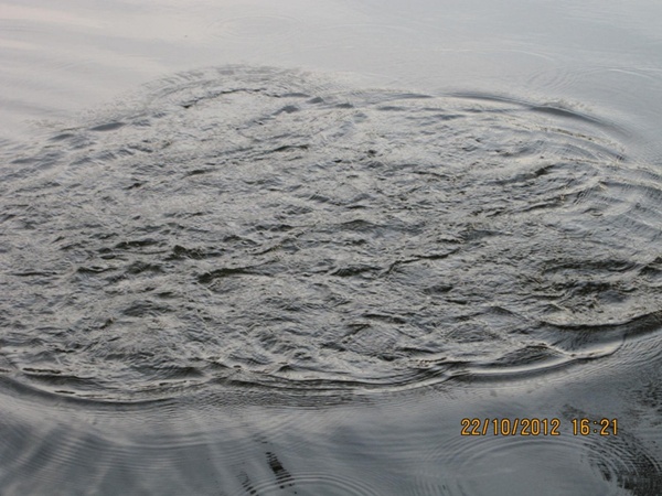 ช่วงนี้...ที่บ่อเงาน้ำ..มีฝูงปลาช่อนอเมซอนขึ้นเล่นน้ำตลอดเวลา....เห็นตัวแม่ขึ้นน้ำชัดเจนสวยงามมากๆคร