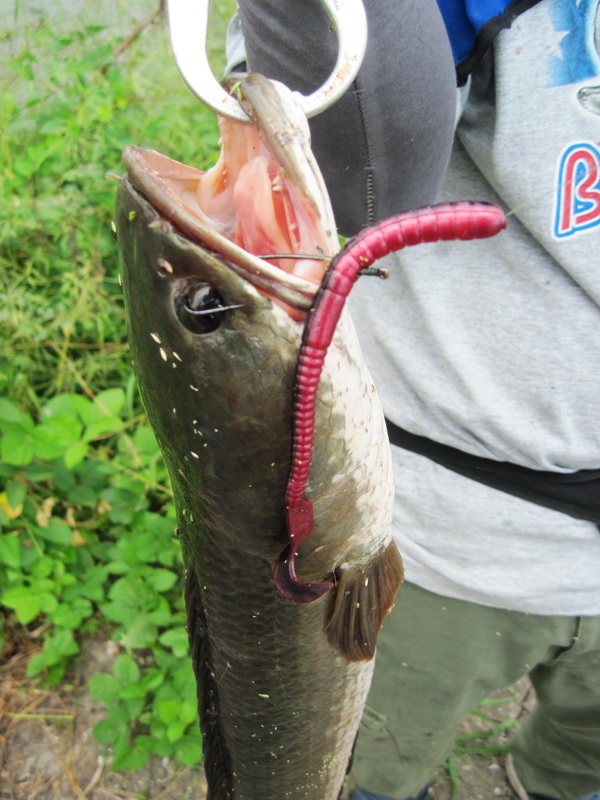  [b]วันนี้ปลากินส่วนใหญ่จะกัดเหยื่อหนอนยาว basspro 6 นิ้วสี red shad เป็นพิเศษครับ[/b] :umh: :umh: :