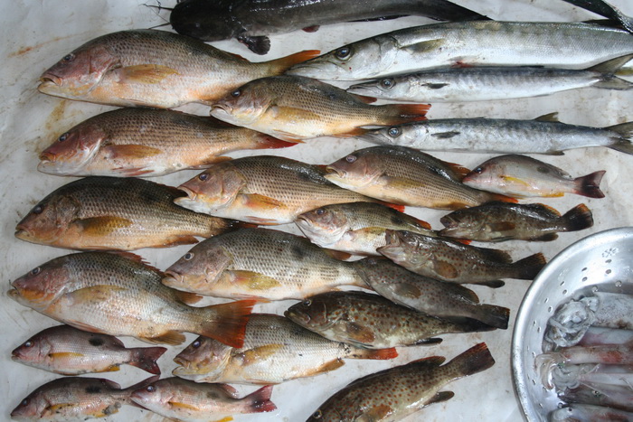 
                     ปลาอังเกยไซ้ค์สวย ๆ  รวมได้  12 ตัว  ( บางส่วนแบ่งให้น้องไปก่อนเหลือแค่ถ่ายรู