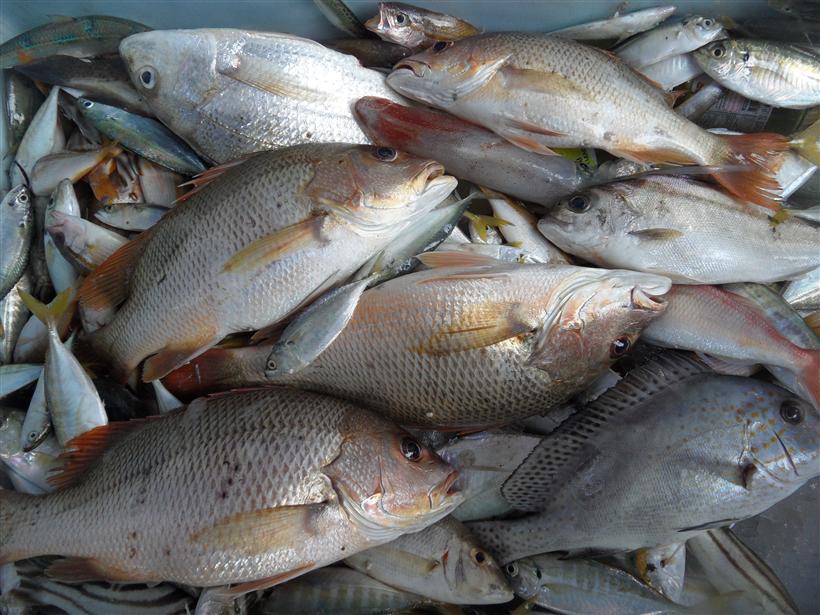 สรุปทริพนี้ได้ปลาอังเกย 4 ตัว ปลาสร้อยนกเขา ปลาสากป๊อก กระต่ายขูด อย่างละตัวและปลาเล็กอีกประมาณ 10 โ