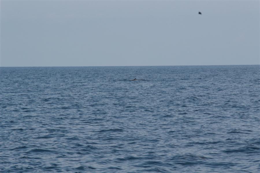 เราเดินทางกลับสวนทางกับเจ้าวาฬน่าจะเป็นบรูด้า มันกระโดดขี้นมาโชว์ผมจับกล้องไม่ทันจับภาพได้แค่นี้
