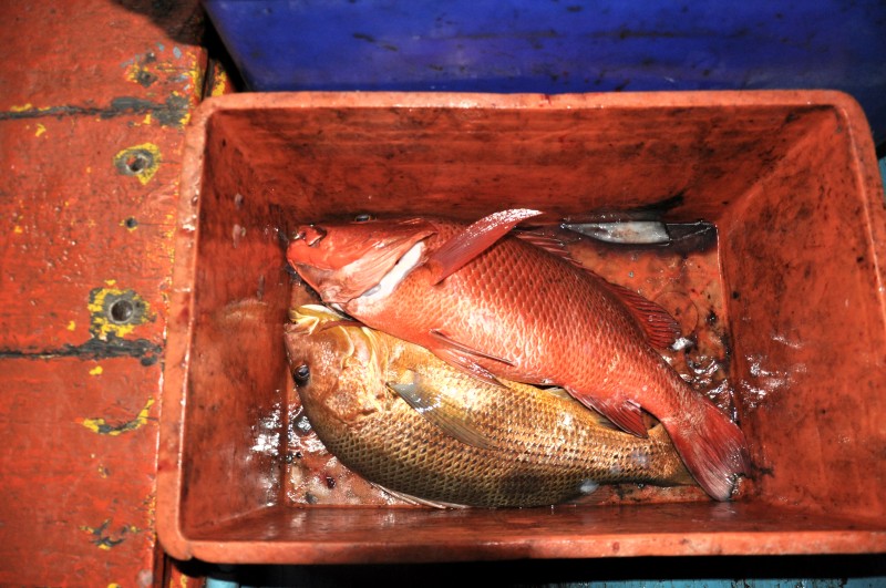 แดงกะเหลือง สีตัดกันได้ใจจิงๆ  ก่อนหน้าสองตัวนี้ก็ขึ้นมาหลายตัวแระ อังเกยทำข้าวต้มปลาอร่อยๆมั๊กๆ  
