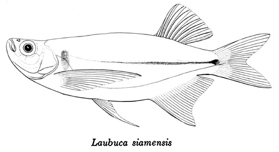 Laubuca laubuca ถูกบรรยายครั้งแรกในปี พ.ศ. 2365 พบทางตอนเหนือของเบงกอล.