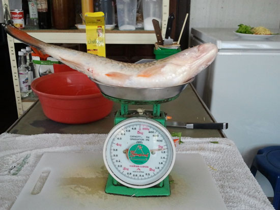 จบเรื่องตกปลาแล้ว

ต่อมา

มาชมฝีมือทำอาหารของผมกันต่อดีกว่า...

ปลาตัวนี้ พิกัด 1.1 กิโล พอดี๊