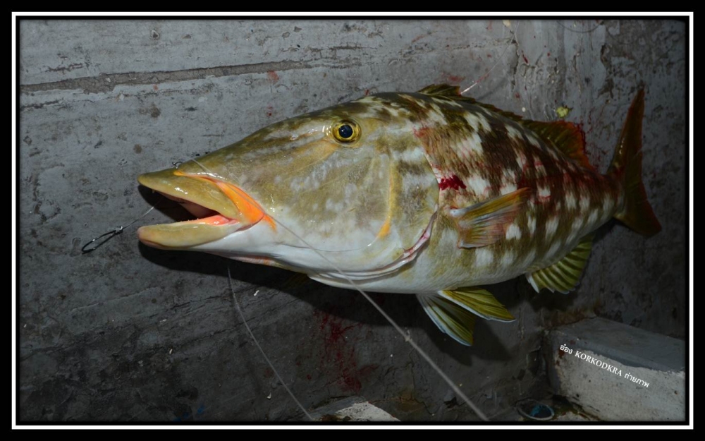 ปลาเนื้อดีเลยละครับ...สายพันธุ์นี้....นึ่งบ๊วย ทอด แกง ผัด สามรส ทอดน้ำปลา....55555 น้ำลายสอเลยละครั
