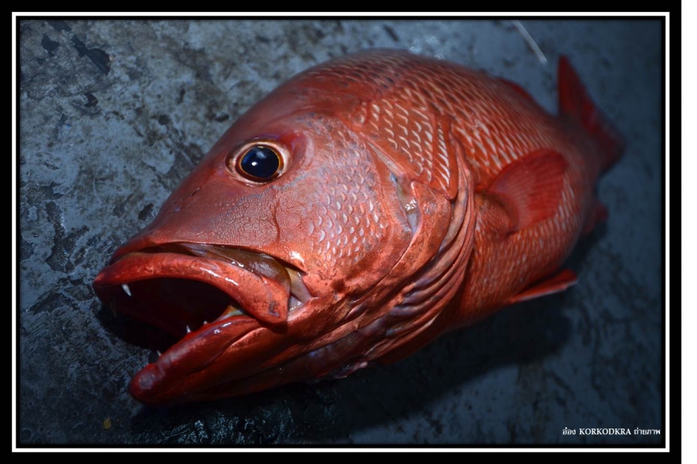 ปลากระพงแดง...ก็ได้มาหลายตัวครับ :laughing: :cheer: