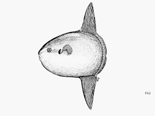 ปลาพระอาทิย์ครับ
Mola mola   (Linnaeus, 1758) 
Ocean sunfish
ขนาด 200 cm
