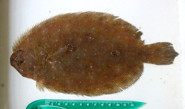 Pseudorhombus micrognathus   Norman, 1927 
Norman's flounder 