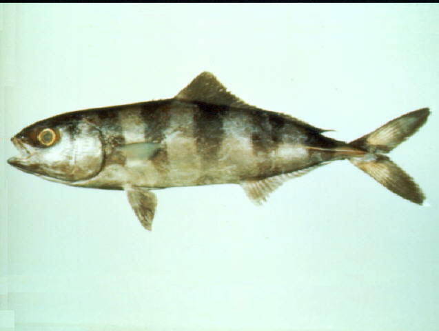 Naucrates ductor   (Linnaeus, 1758) 
Pilotfish 