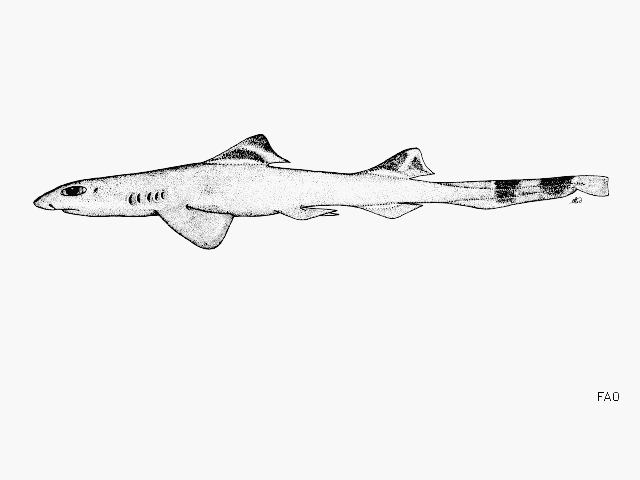 Eridacnis radcliffei   Smith, 1913 
Pygmy ribbontail catshark