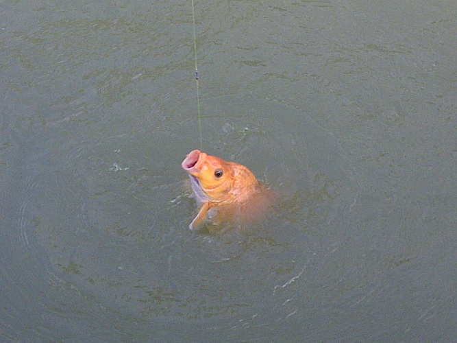ปลาก็ทยอยขึ้นจากบ่อเรื่อย กินเบ็ดพอมีระยะห่างพอสมควรครับ วันนี้ไม่มีตากล้องมาขออภัยภาพไม่สวยงามครับ 