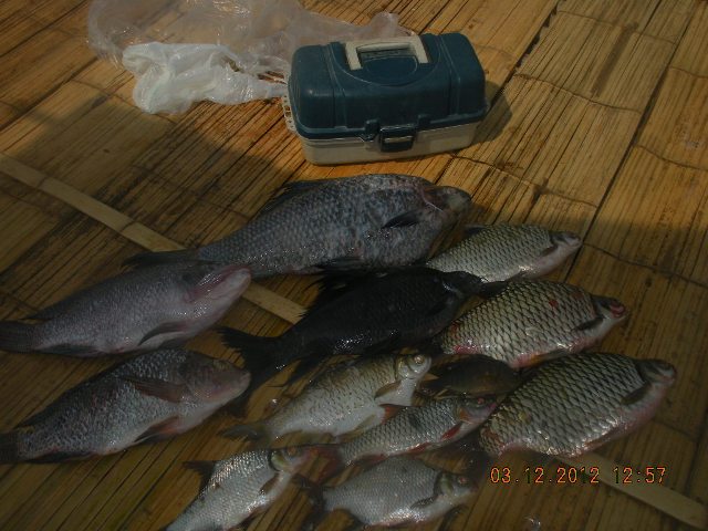 ปลารวมทั้งหมดคับวันที่ 3 กลับ 12.00 ไม่มีปลากินเงียบกริบ