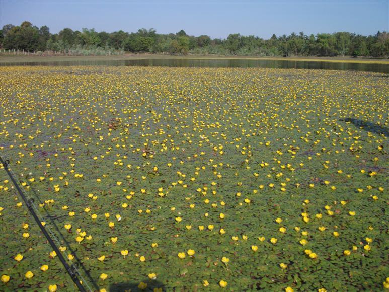 เอาเรือพายตีตามแหนดีกว่า พอแดดออกดอกบานเหลืองสวยมากครับ