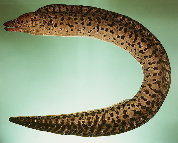 Gymnothorax fimbriatus   (Bennett, 1832) 
Fimbriated moray 