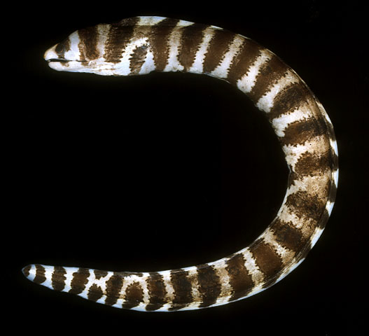 Echidna polyzona   (Richardson, 1845) 
Barred moray 