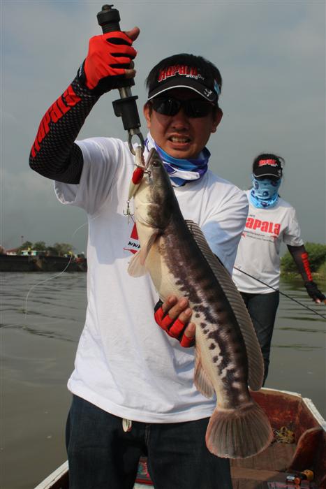 อีกสักรูป Skitter Pop 9 cm ยังคงทำหน้าที่มันได้ดี จัดเป็นเหยื่อยอดนิยมของนักตกปลาไทยตัวหนึ่งเลยทีเดี