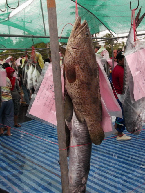 ถ่ายกับปลา (ปลาทีมอื่นนะครับ ปลาทีมผมตัวเล็กๆ เรยถ่ายกับตัวหย่ายๆๆดีกว่า) 