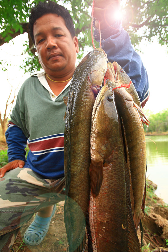  [url='http://www.siamfishing.com/board/view.php?list=all&tid=630322&begin=0']http://www.siamfishi