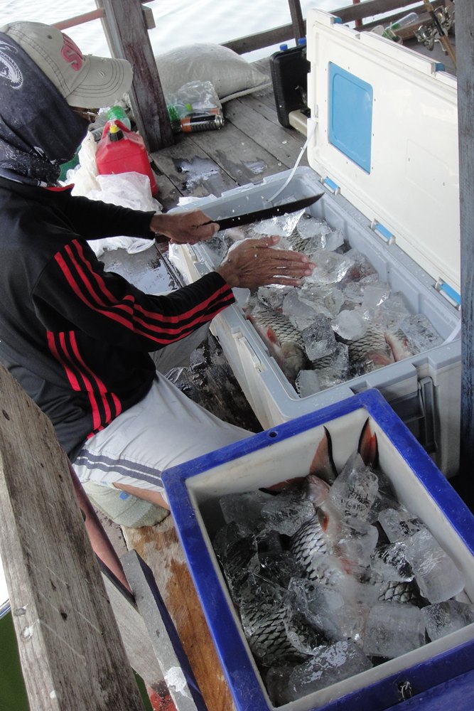 เอาปลามาแพคน้ำแข็งก่อน เดี๋ยวเสียของ 55  อูยยยย์ ป๋าแพคปลาเก่งจัง ทริฟหน้ายกให้ป๋าเลย สับน้ำแข็งเนี้