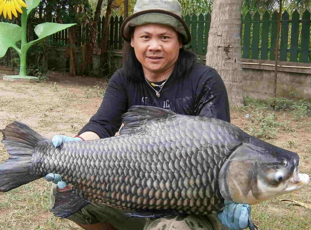 แล้วก็มาถึงยุกต์ บ้าตกปลาไทยตัวแม่ บ้านเรา ปลากระโห้ครับ ประมานปี 2553 เดือนพฦษภา ไปพักร้อนเมืองไทย 