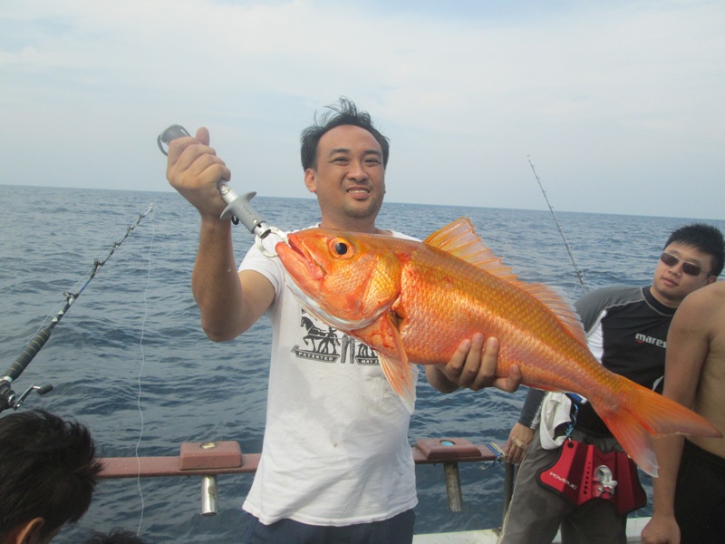 ปลาสีทอง คนจีนสิงคโปรหรือมาเล เรียก RED RUBY FISH  :grin: