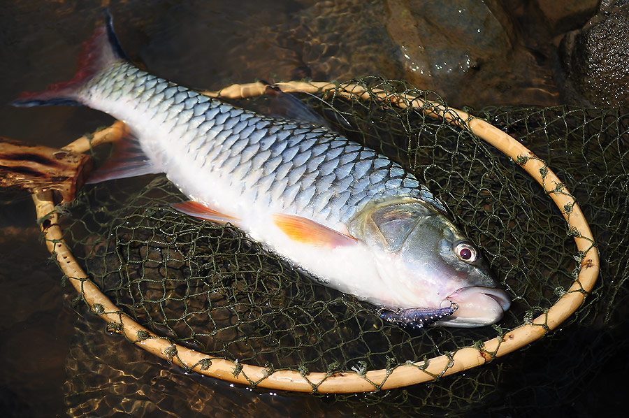  [b]ดูอีกทีชัดๆ.....Hampala Native Stream[/b]

 :love: :love: :love: :love: :love: