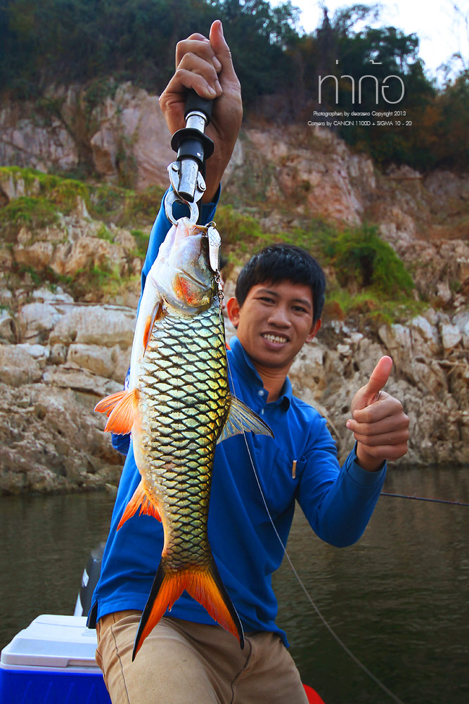 กระสูบไชค์นี้อาจจะหายากในหมายอื่น

แต่ที่ "ท่าก่อ"  ถือเป็นไชค์มาตราฐานครับ  :cheer: