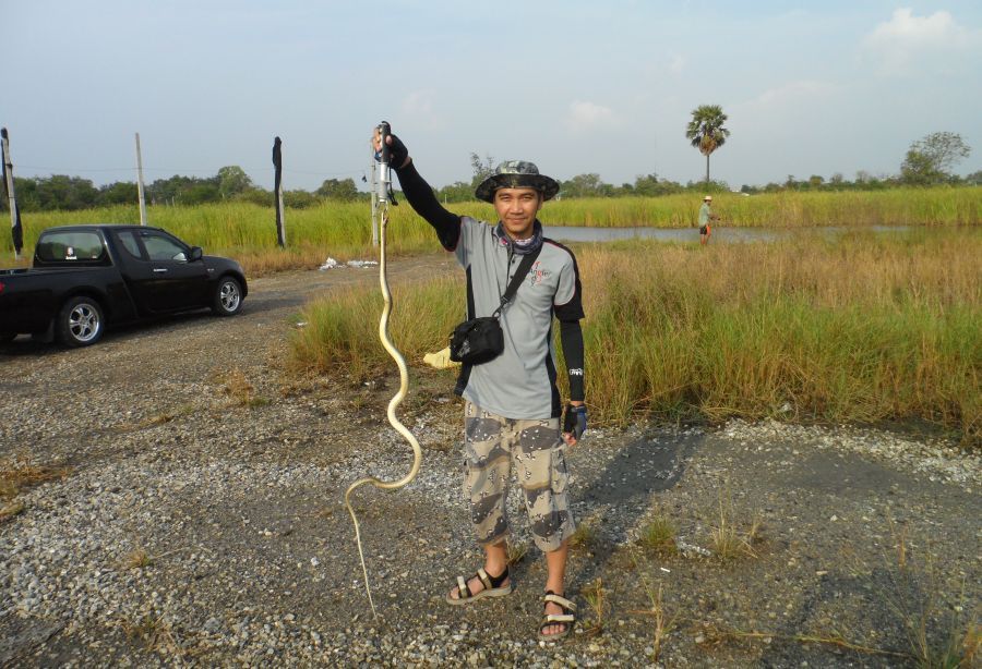 หา Striped snakehead fish ไม่เจอ เอา Snake เต็มๆไปก่อนแล้วกัน ฮ่าฮ่าฮ่า  :cheer: :cheer: :cheer: :ch