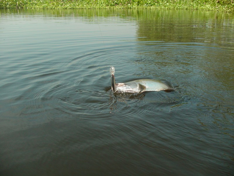 
....จนกระทั้ง....เค้ากระโดดสะบัด....จนใจจะวาย..... :shocked:


[q][i]อ้างถึง: FiShinGPex posted