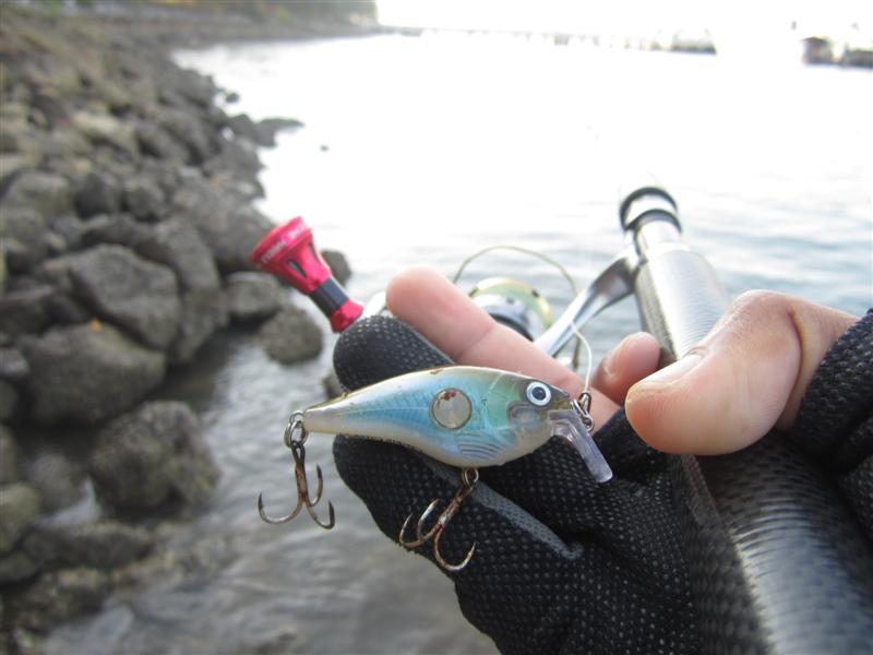  :cheer: ลองเปลี่ยนเหยื่อมาเป็นเจ้าตัวนี้ดีกว่า  Rapala clackin crank 5 ซม.