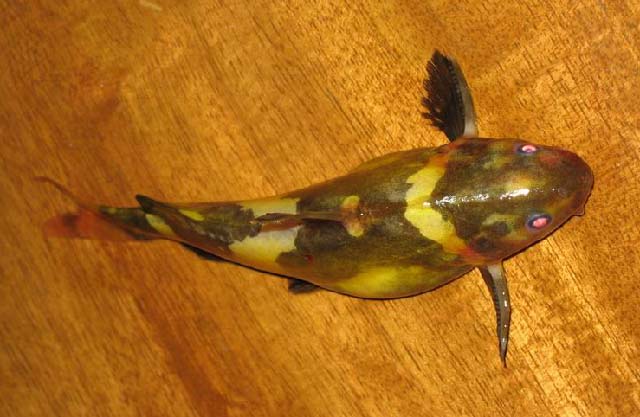 ปลากดหิน
Pseudomystus siamensis 