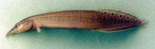 ปลาหลด
Macrognathus siamensis
