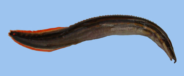 ปลากระทิงไฟ
Mastacembelus erythrotaenia.   
