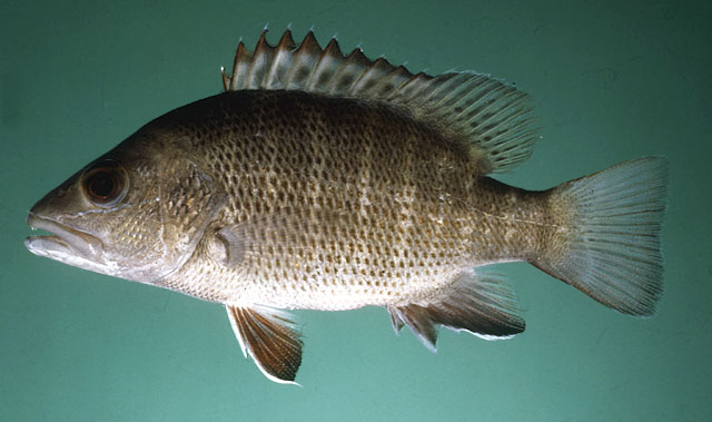 ปลาแดงเขี้ยว
Lutjanus argentimaculatus. 