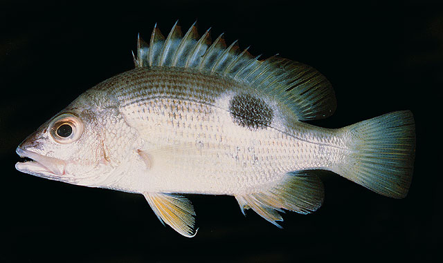 ปลาอังจ้อ
Lutjanus johnii  