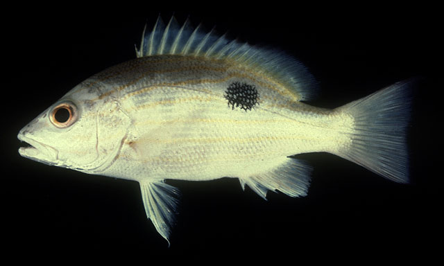 ปลาข้างปาน
Lutjanus russellii  