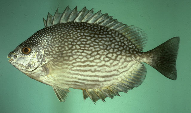 ปลาสลิดหิน
Siganus javus 