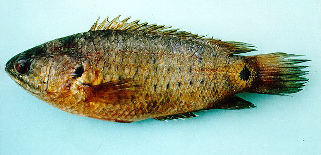 ปลาหมอ
Anabas testudineus.   